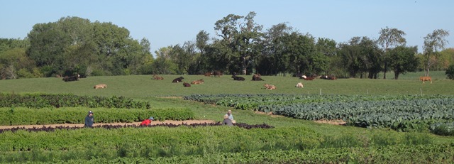 biodynamic-vegetables-people-cows