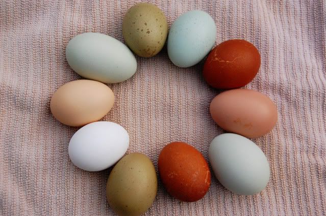 Coloured Eggs